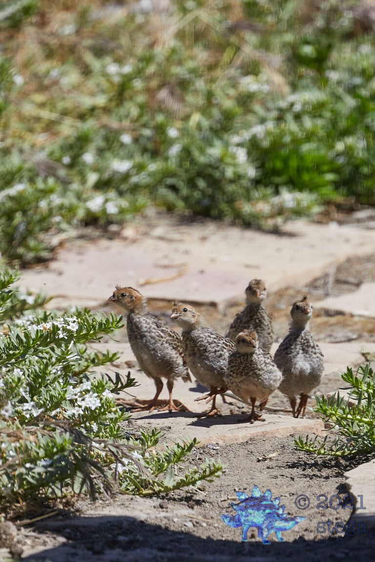 California Quail Chicks