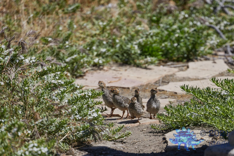 California Quail Chicks