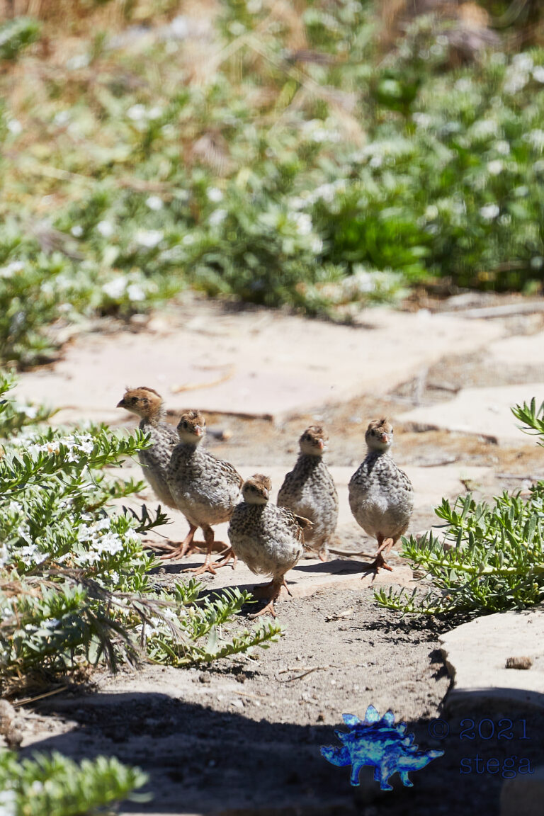 California Quail Chicks