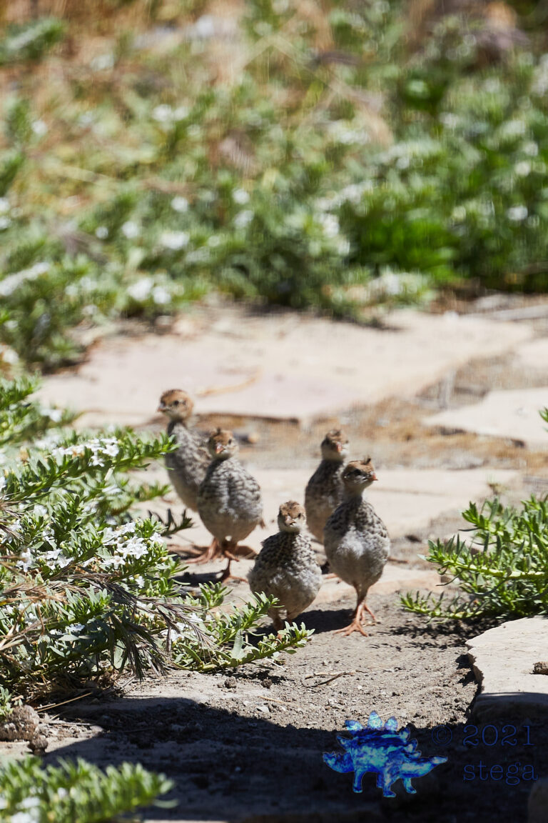 California Quail Chicks