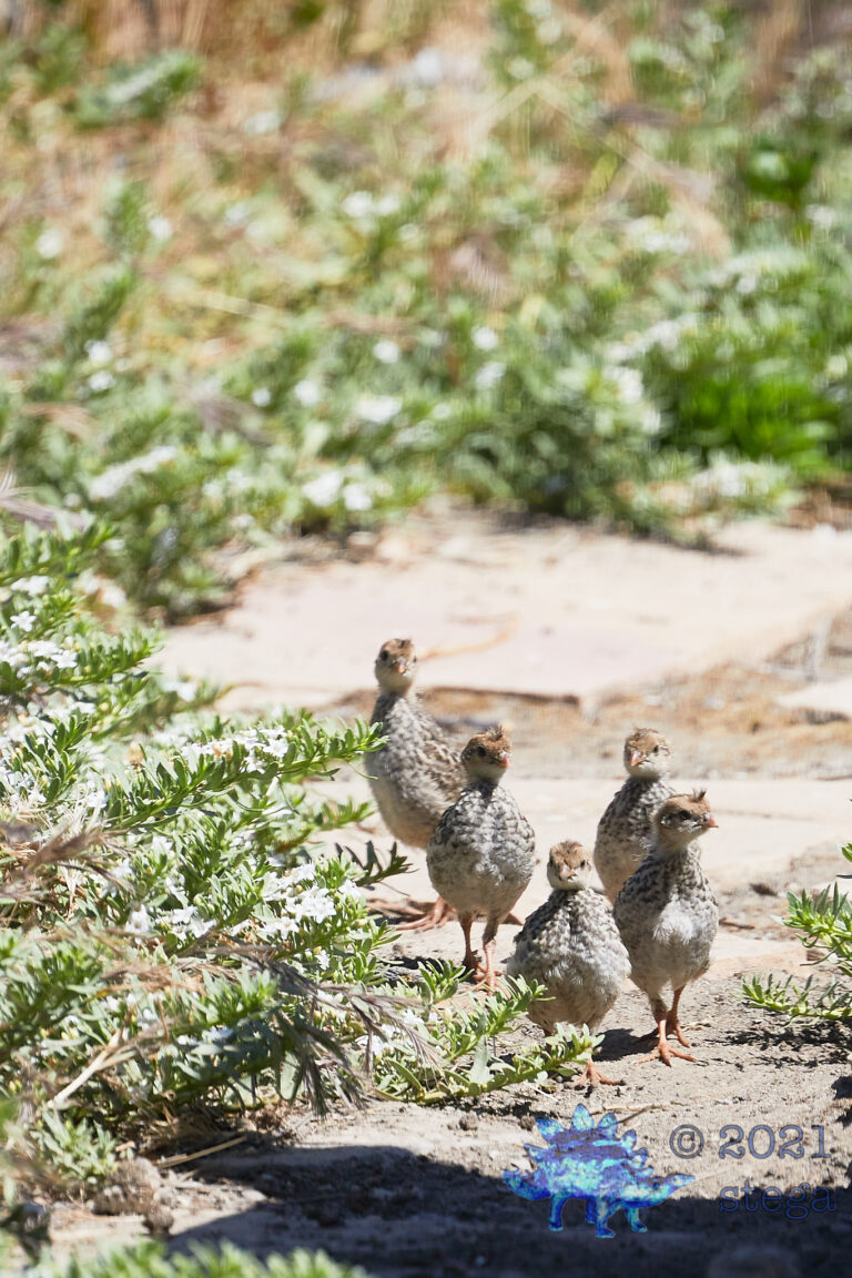 California Quail Chicks
