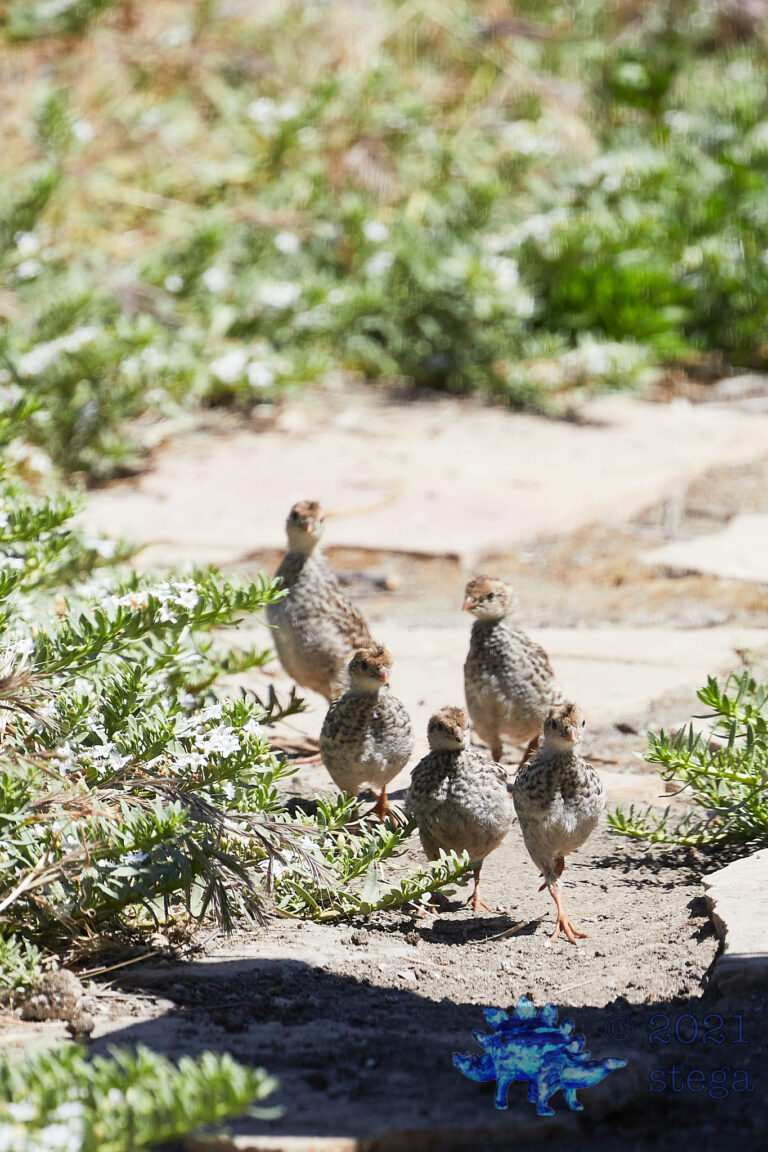 California Quail Chicks