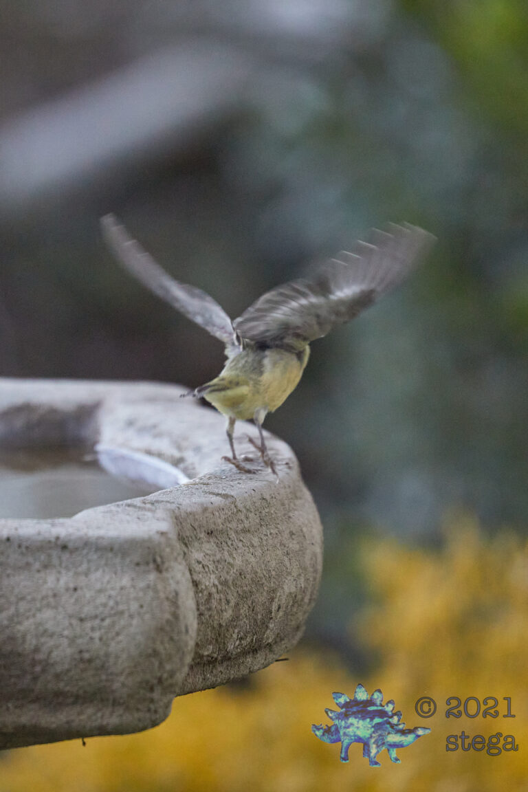 Lesser Goldfinch