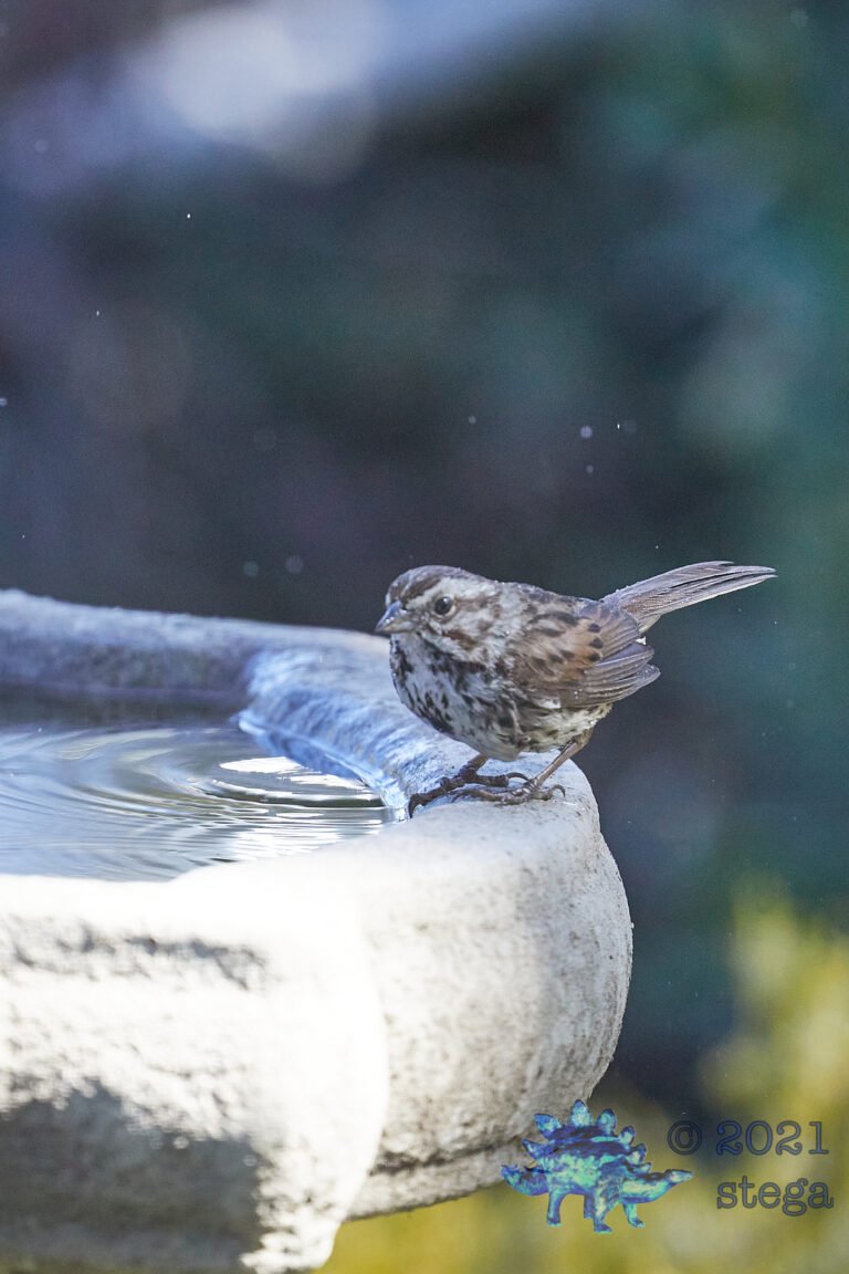 Song Sparrow
