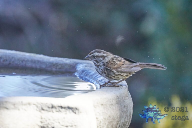 Song Sparrow