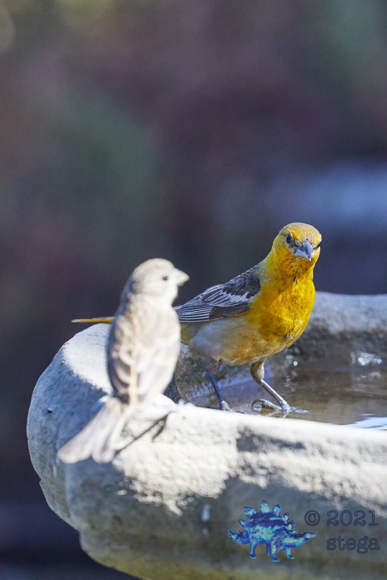 Oriole with Finch