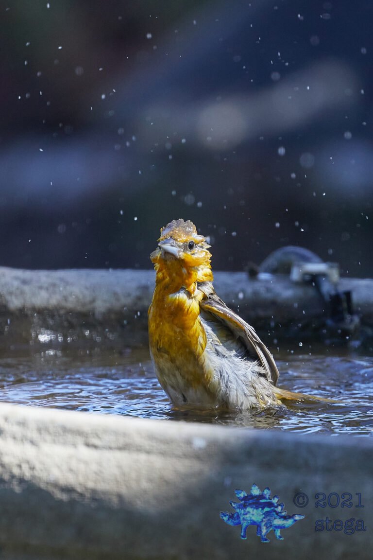 Bullock’s Oriole