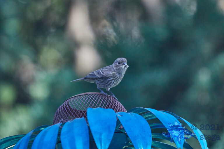 House Finch