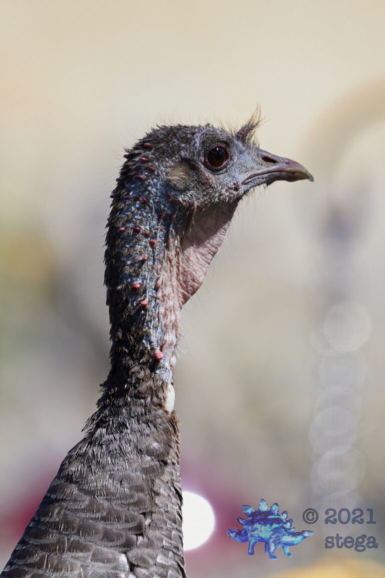 Wild Turkey