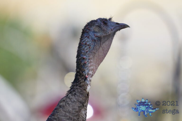 Wild Turkey