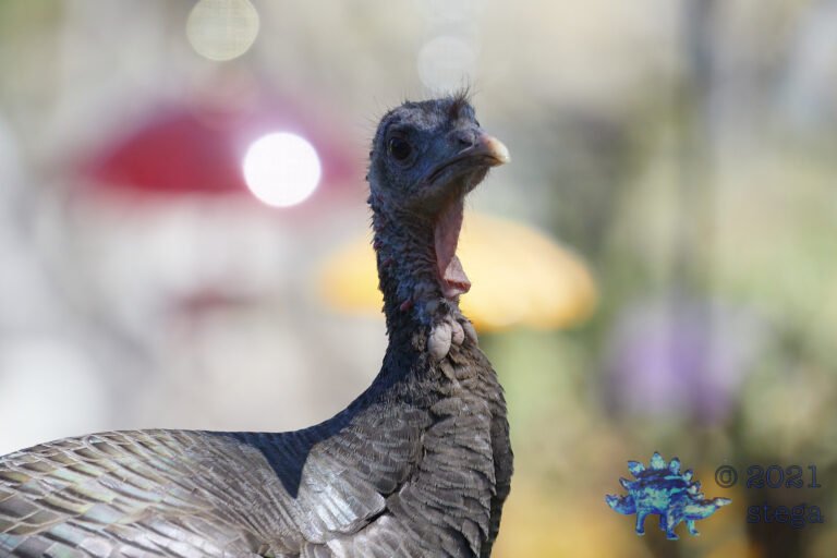 Wild Turkey