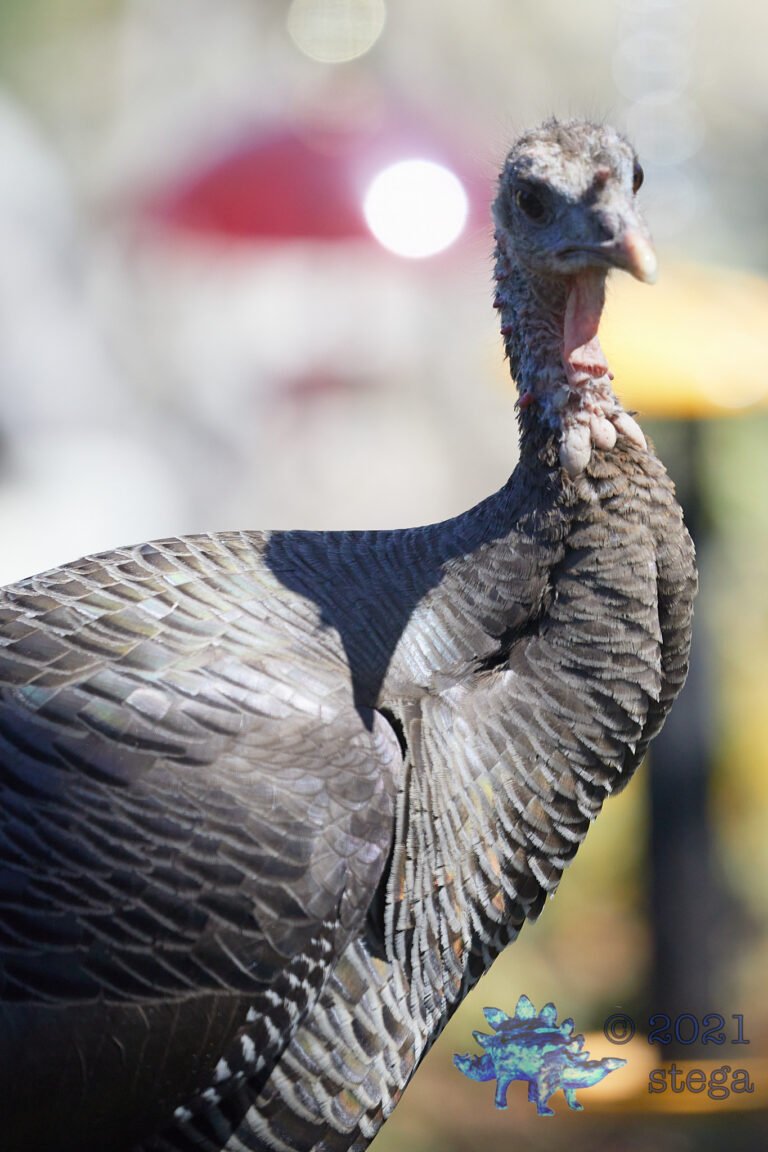 Turkey