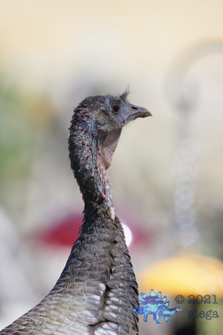 Wild Turkey