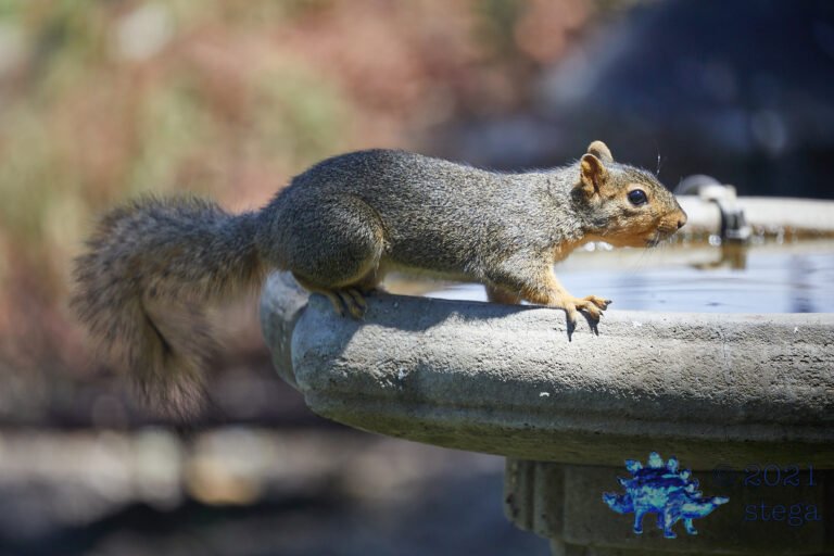 Fox Squirrel
