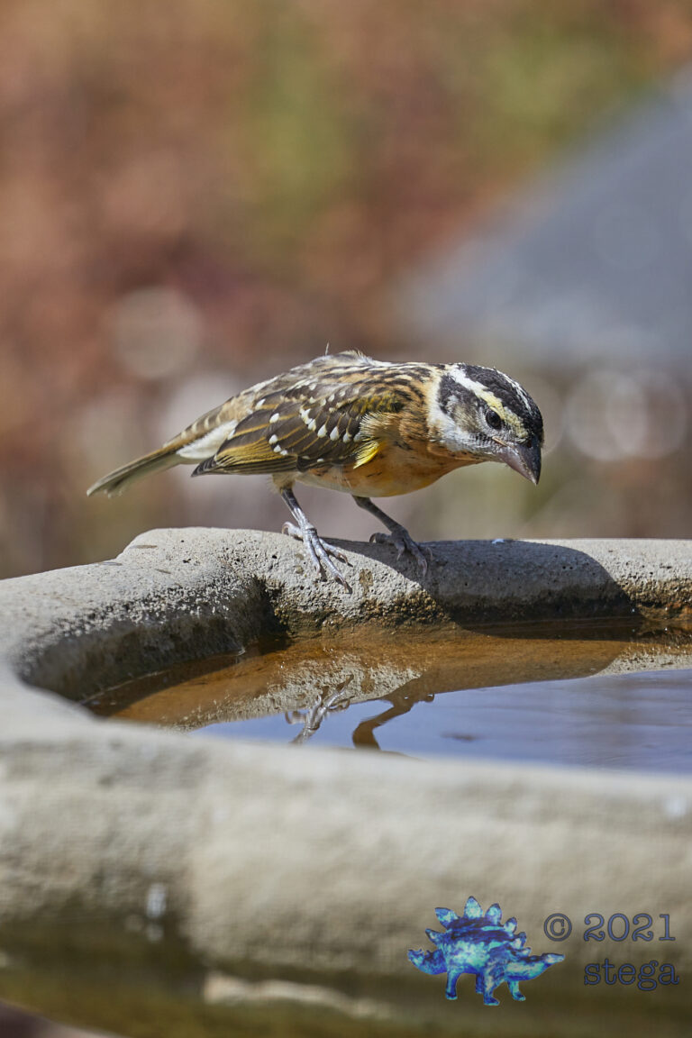 Young Black-Headed Grosbeak