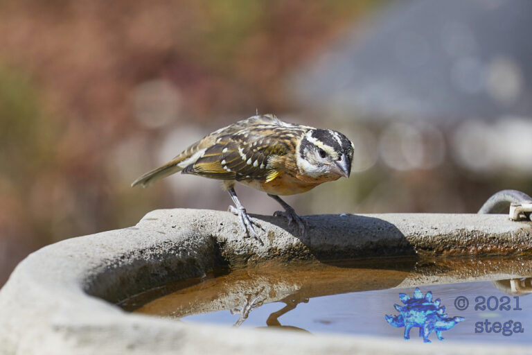 Black-Headed Grossbeak