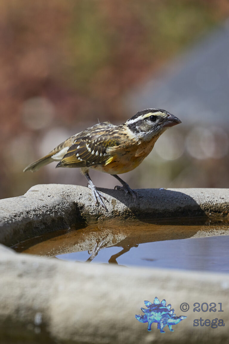 Black-Headed Grosbeak