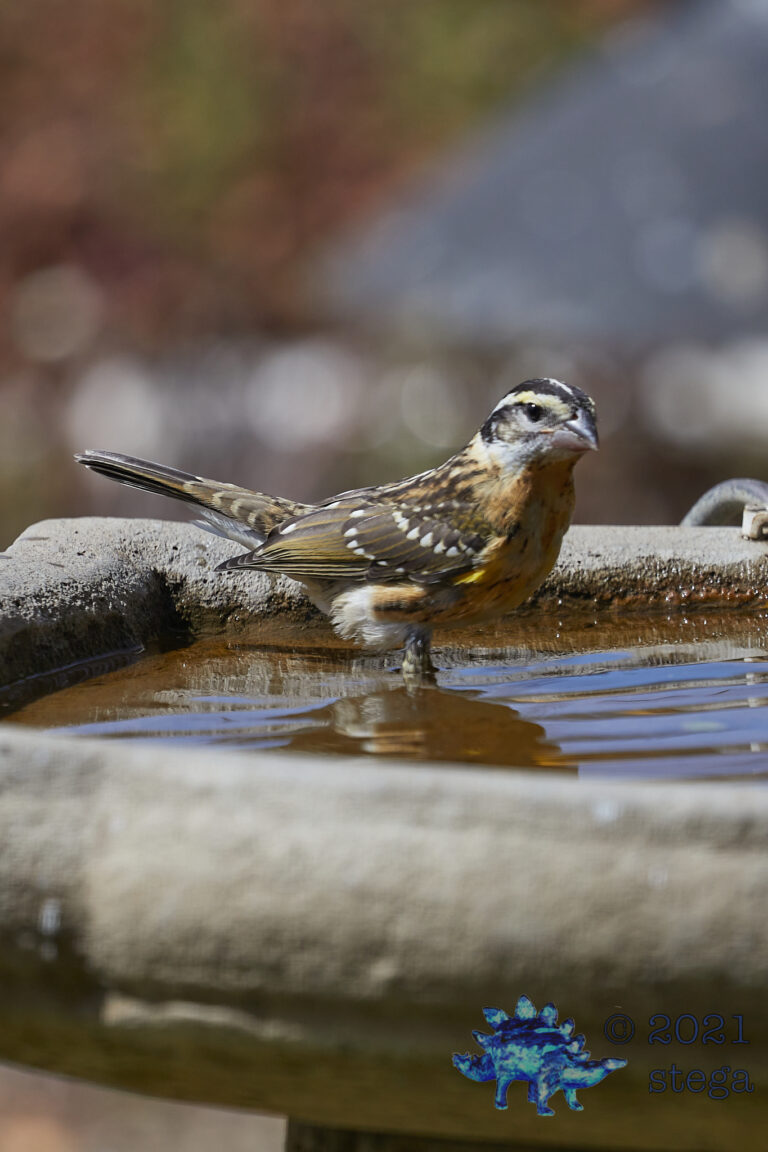 Black-Headed Grosbeak