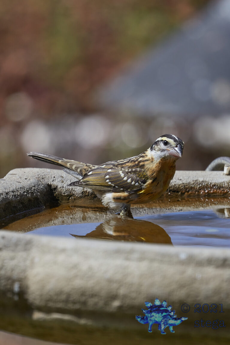 Black-Headed Grosbeak
