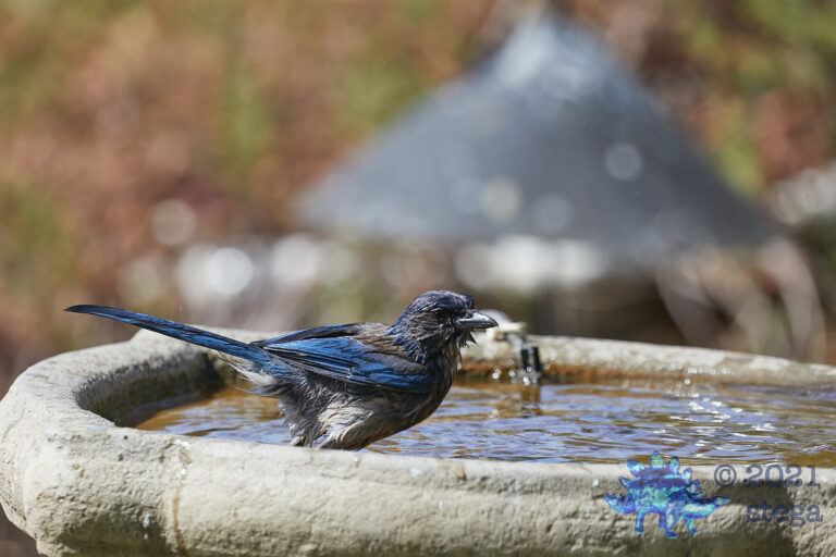 California Scrub Jay