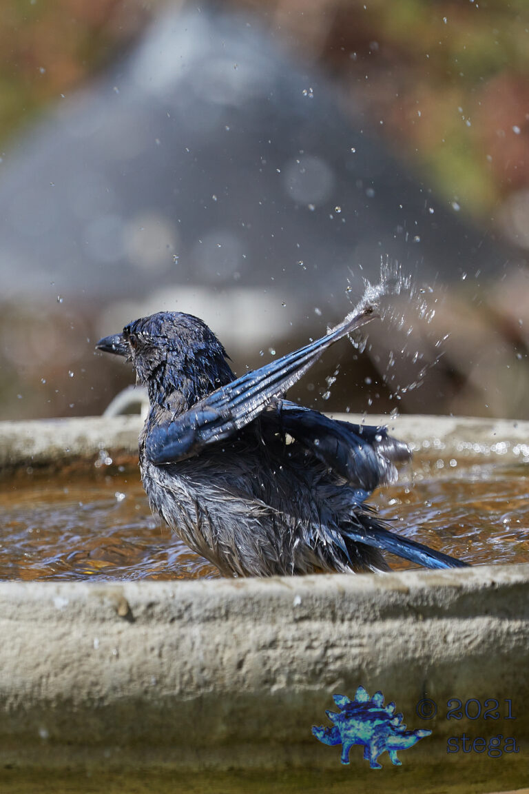 California-Scrub Jay