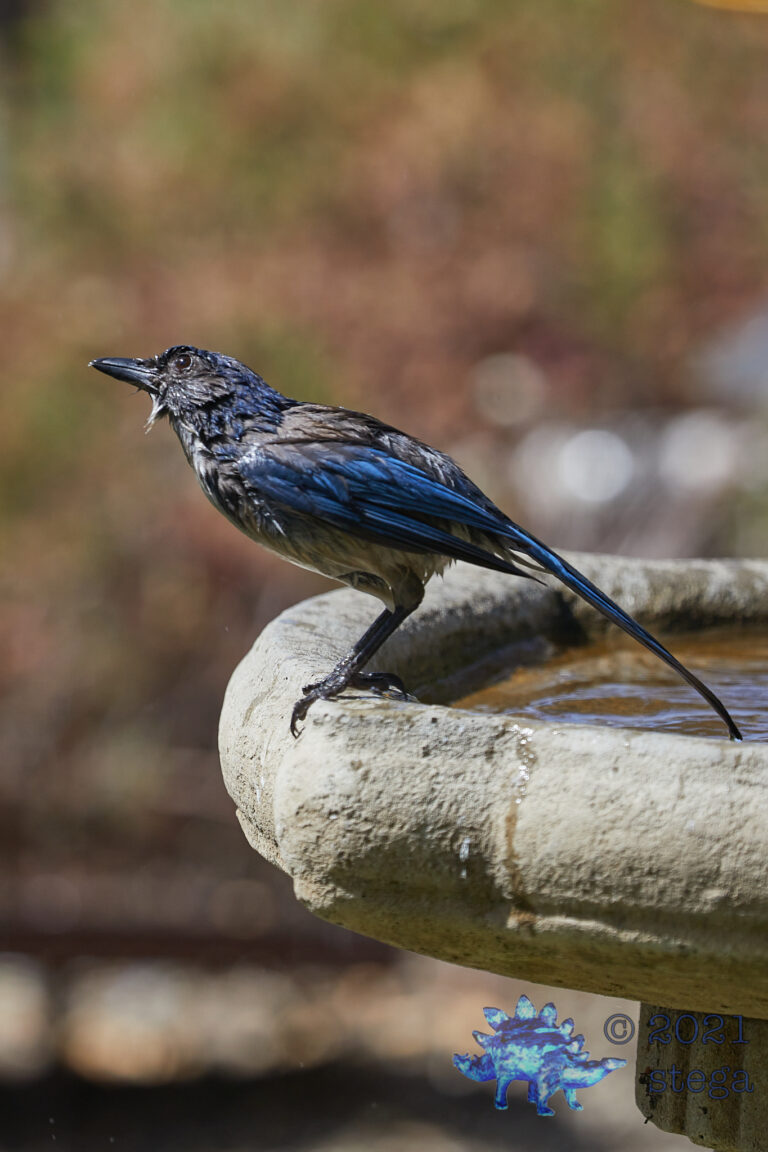 California Scrub Jay