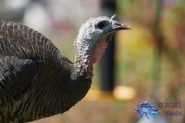 Wild Turkey