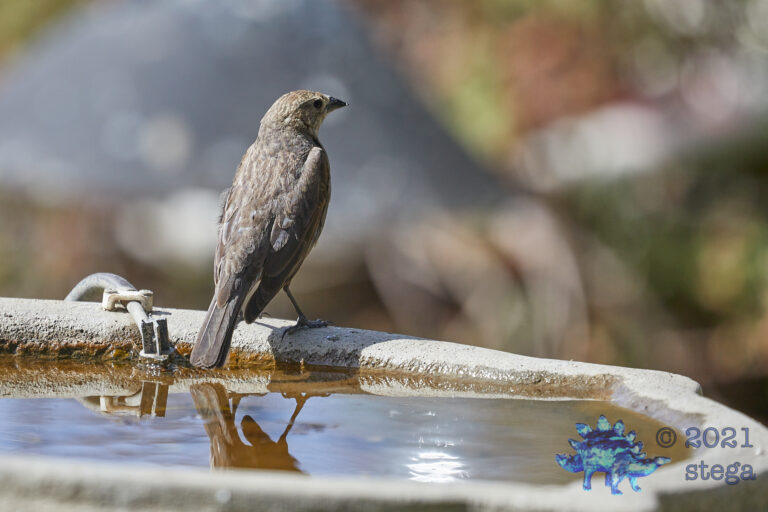 Brown-Headed Cowbird