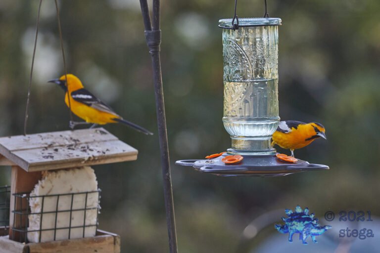 Orioles