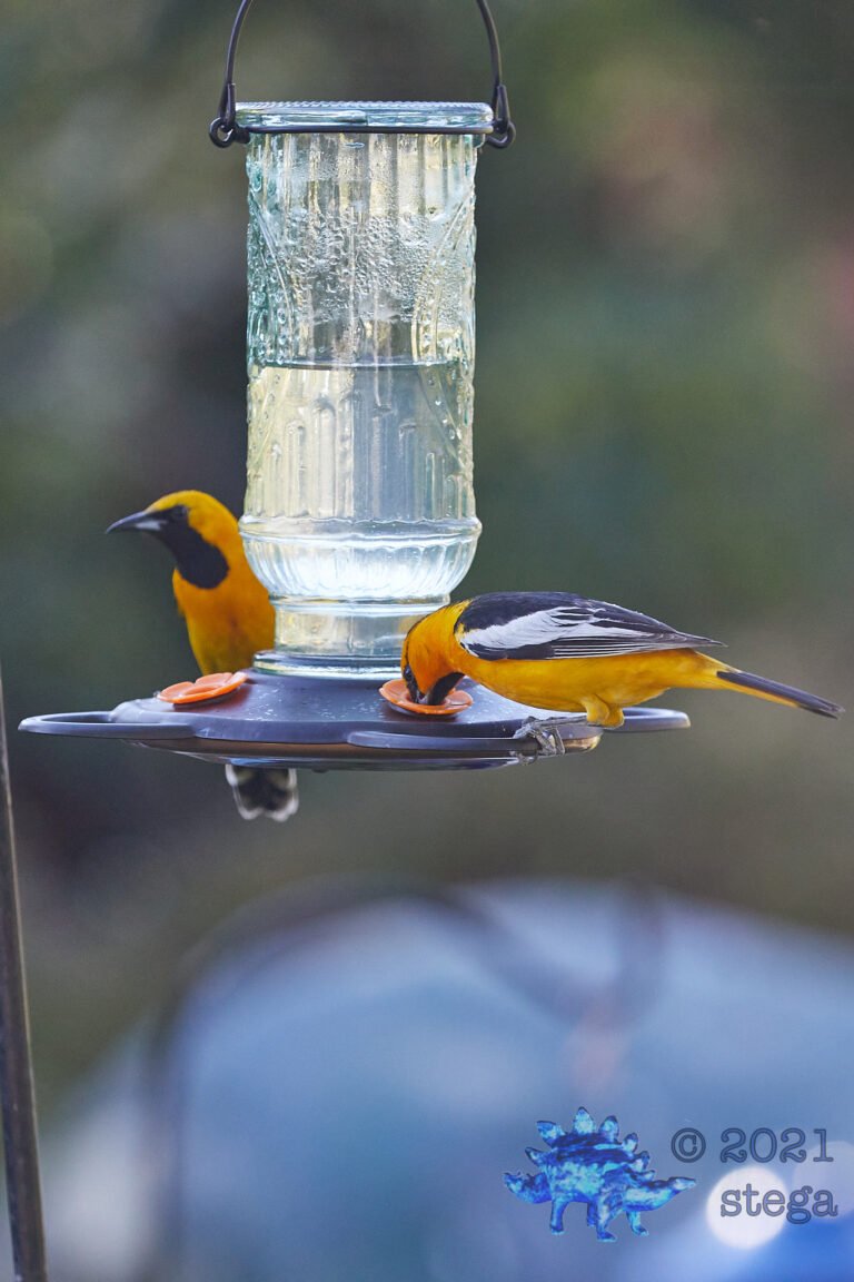 Orioles:  Hooded and Bullocks