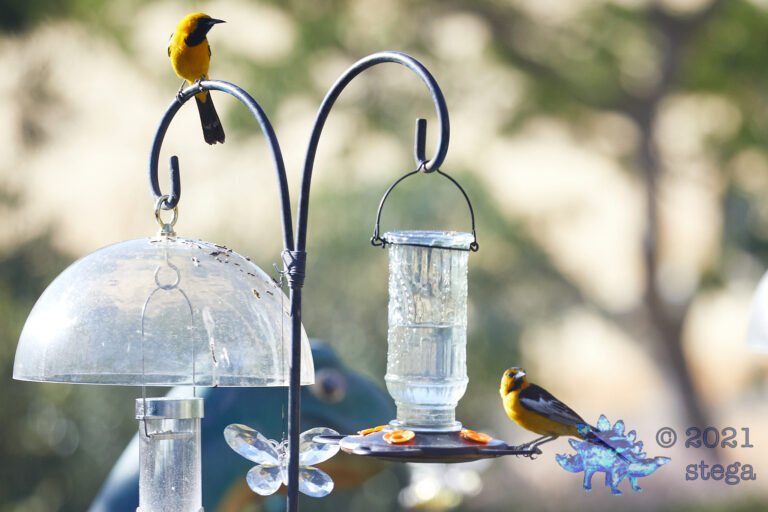 Sharing Orioles