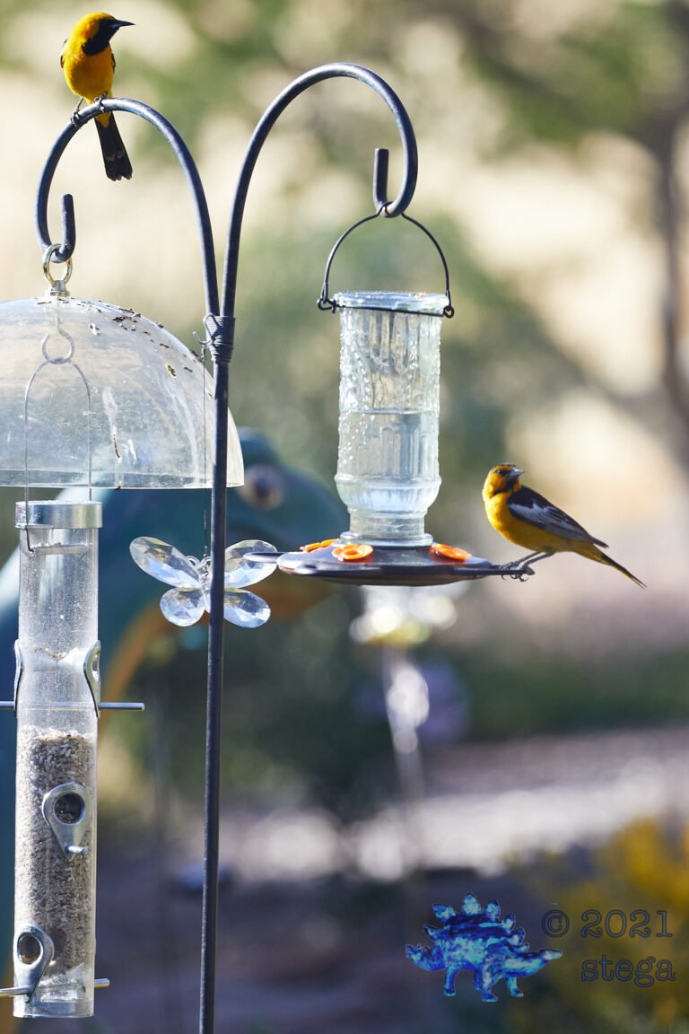 Orioles at the Feeder