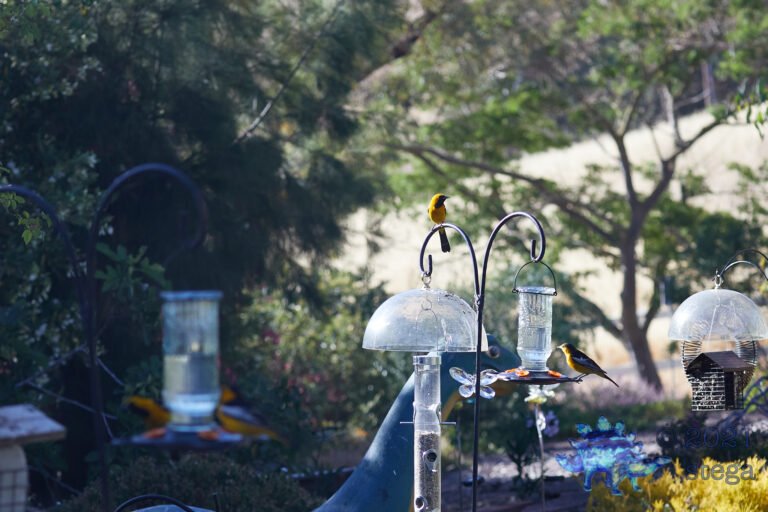 Orioles Galore