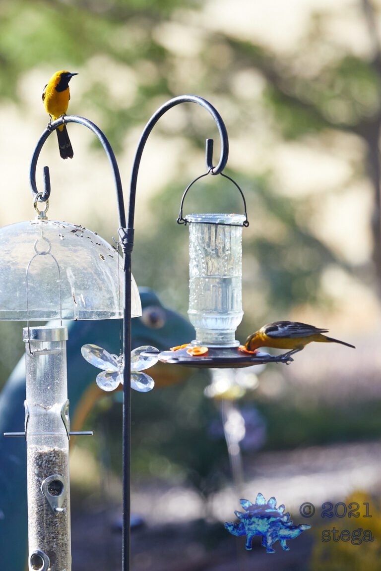Orioles