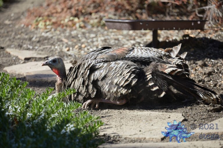 Turkey at Rest