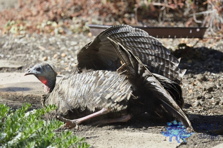 Wild Turkey