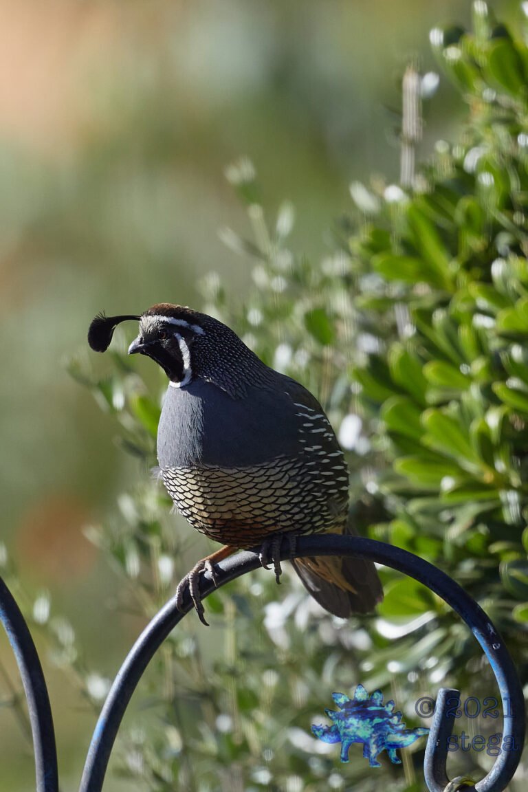 California Quail