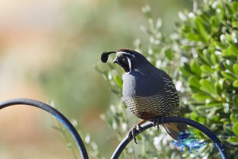 California Quail