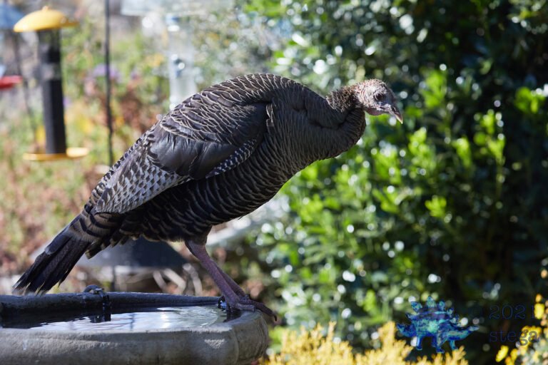 Wild Turkey
