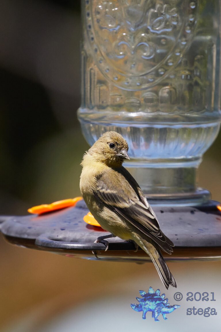 Lesser Goldfinch