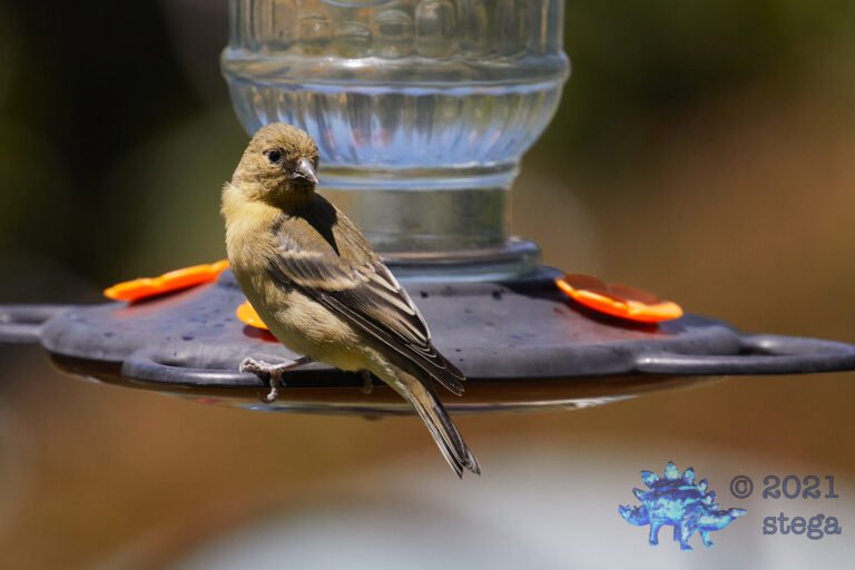 Lesser Goldfinch
