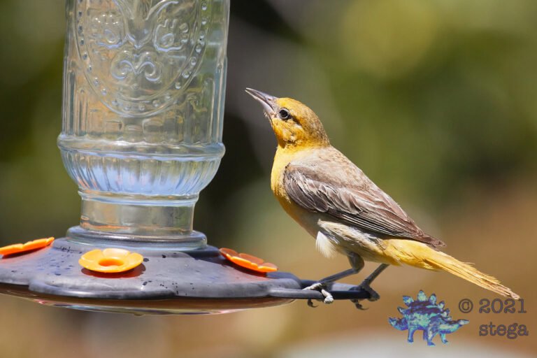 Hooded Oriole