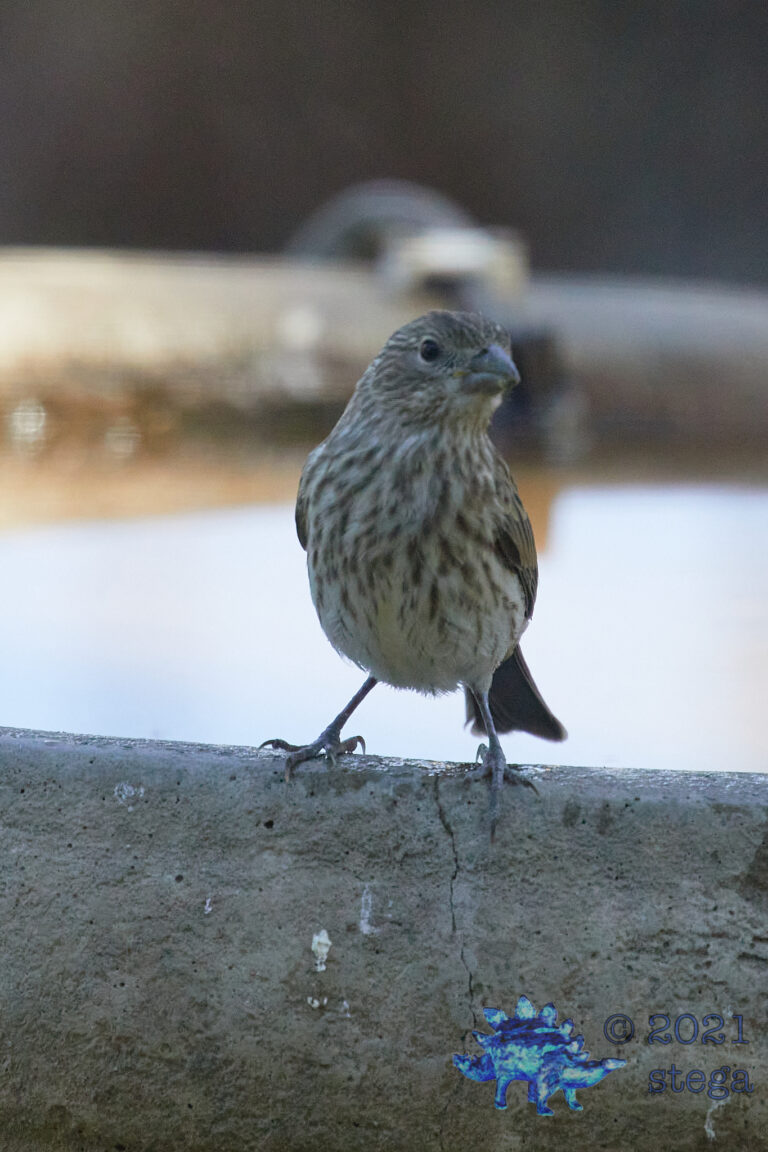 House Finch
