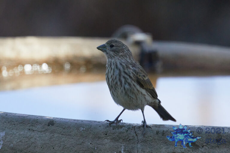 House Finch