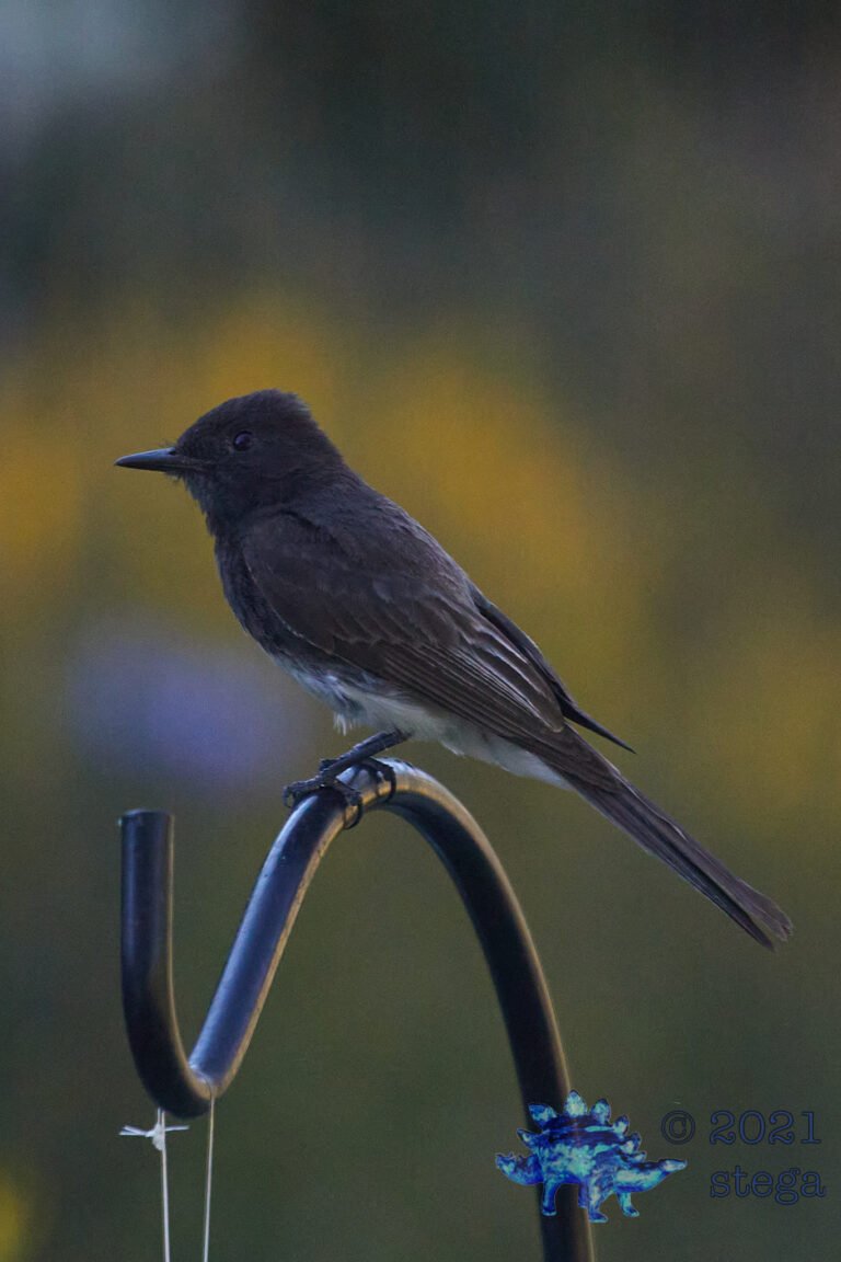 Black Phoebe