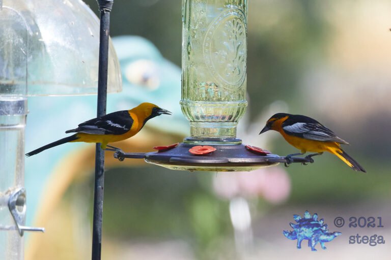 Sharing Orioles