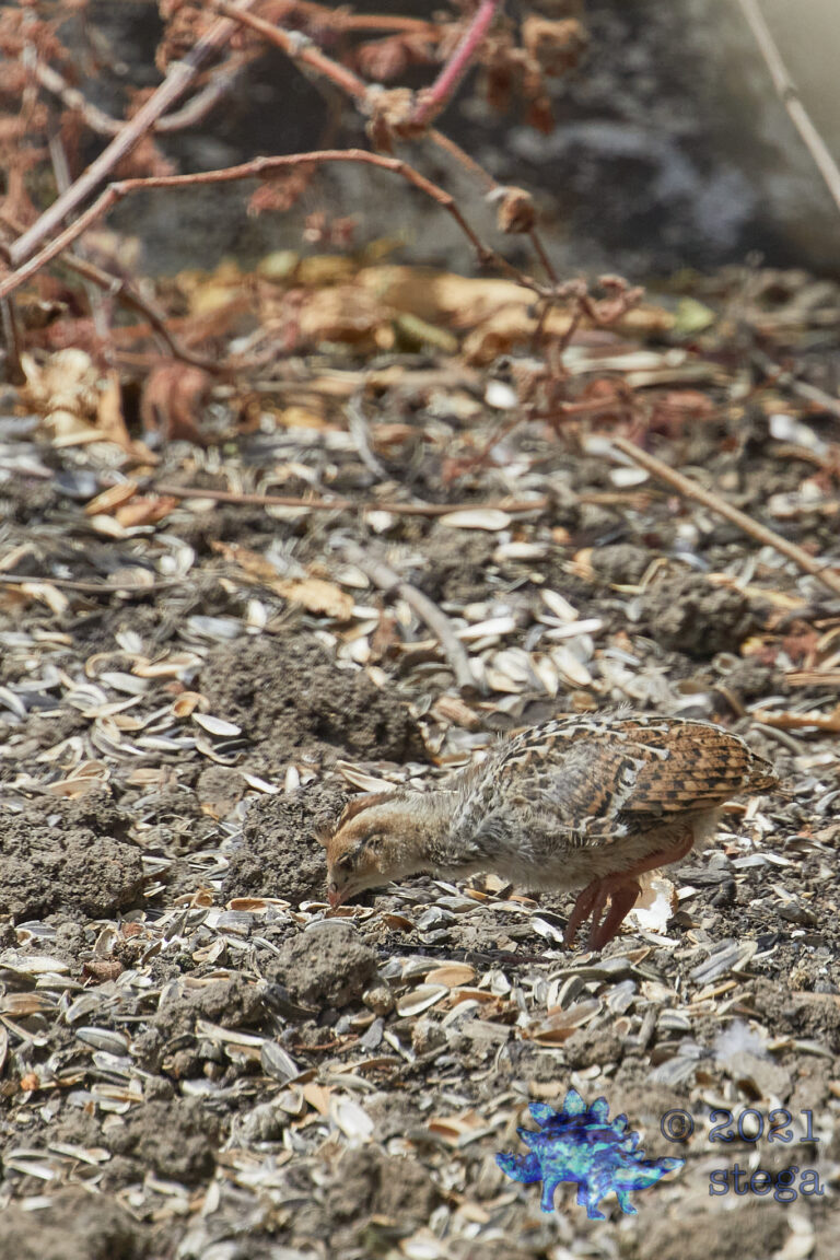 California Quail