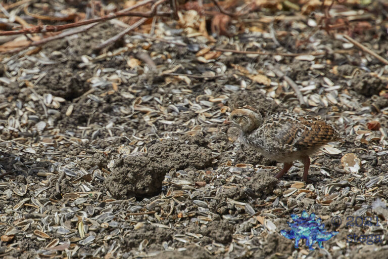 Camouflaged Quail