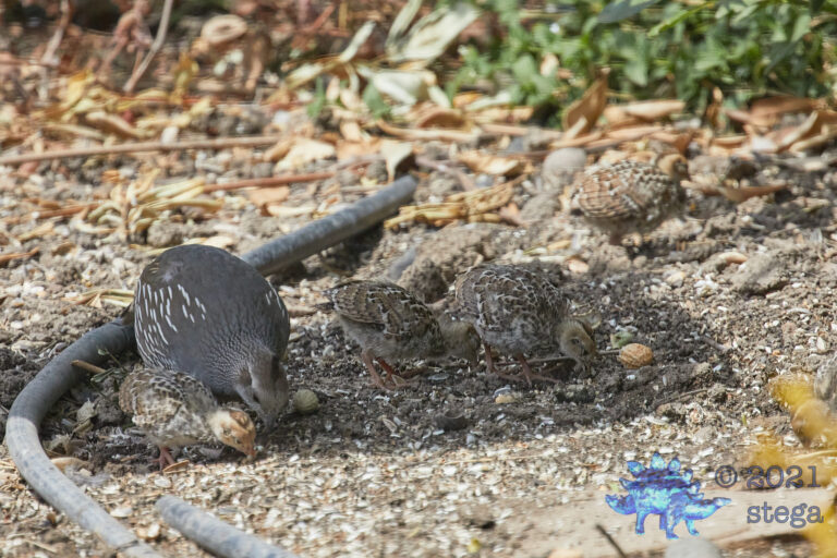 Quail Family