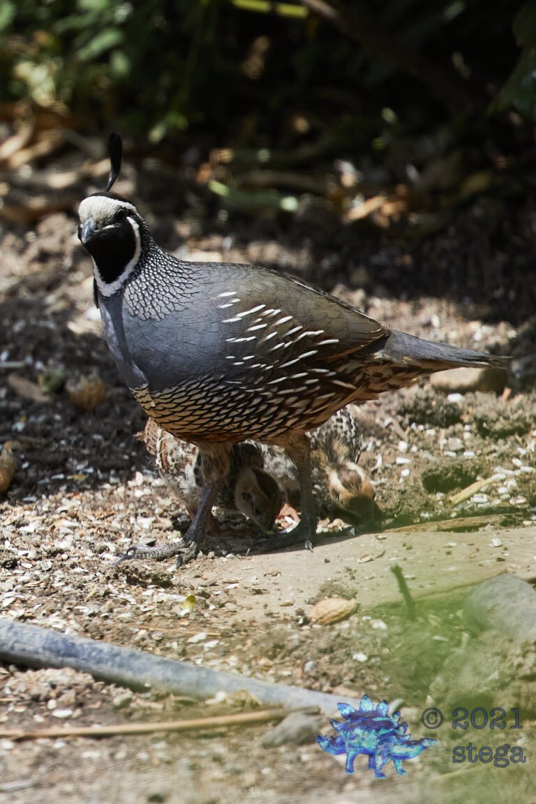 California Quail